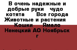 В очень надежные и добрые руки - чудо - котята!!! - Все города Животные и растения » Кошки   . Ямало-Ненецкий АО,Ноябрьск г.